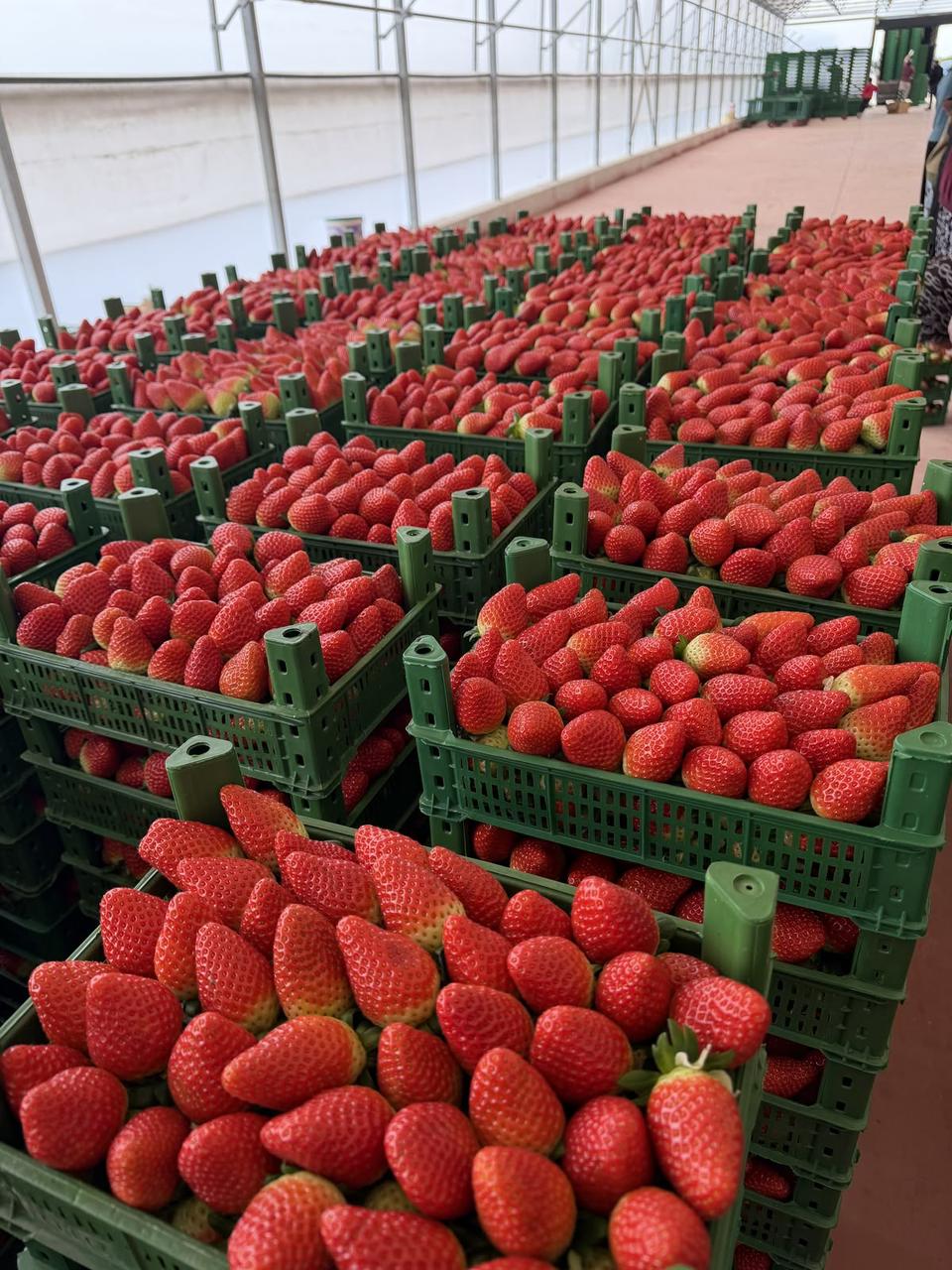 Vegina special liquide fesh vagi