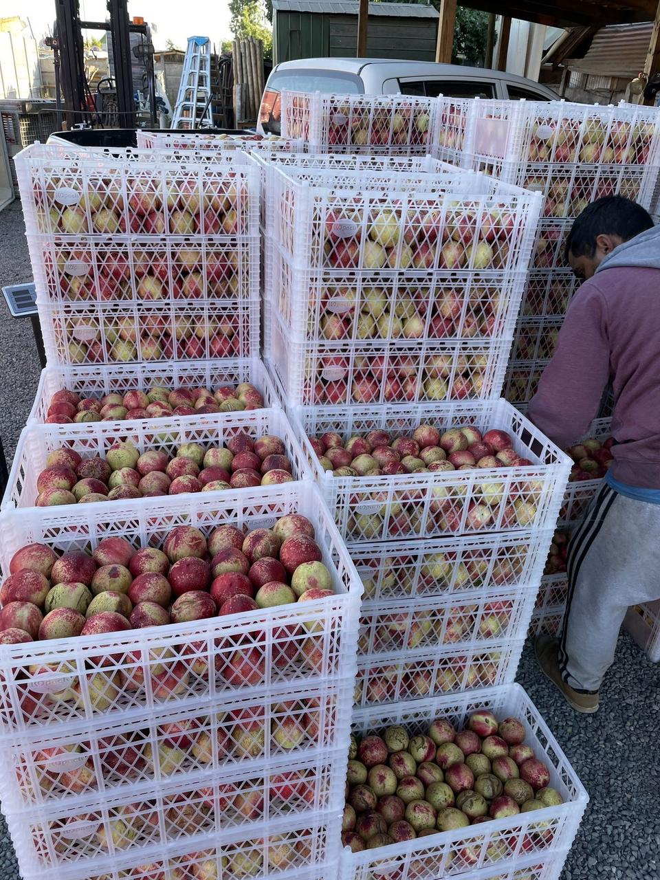 Organics mix masala fresh & soft