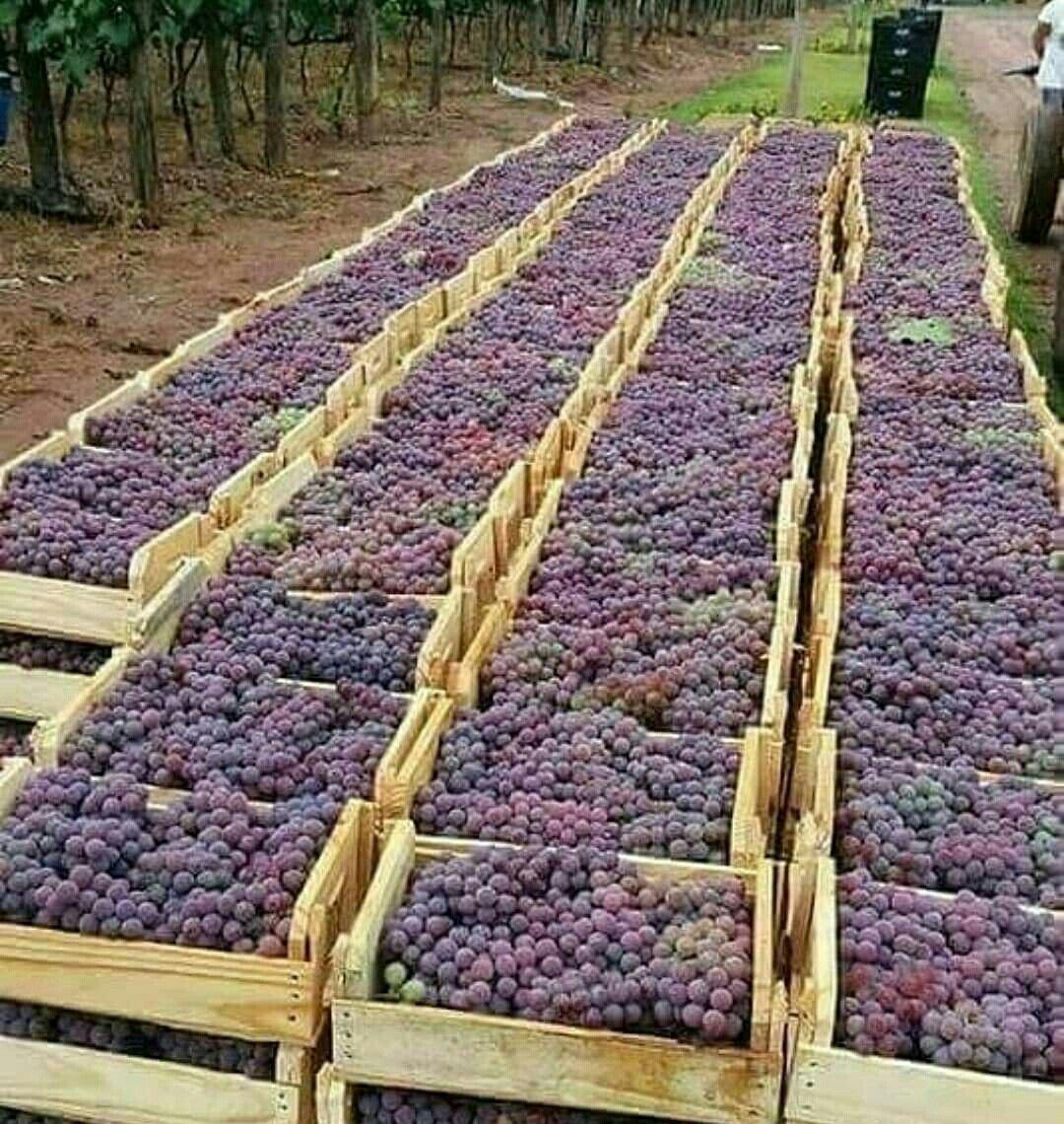 Fresh organics brand and picnic