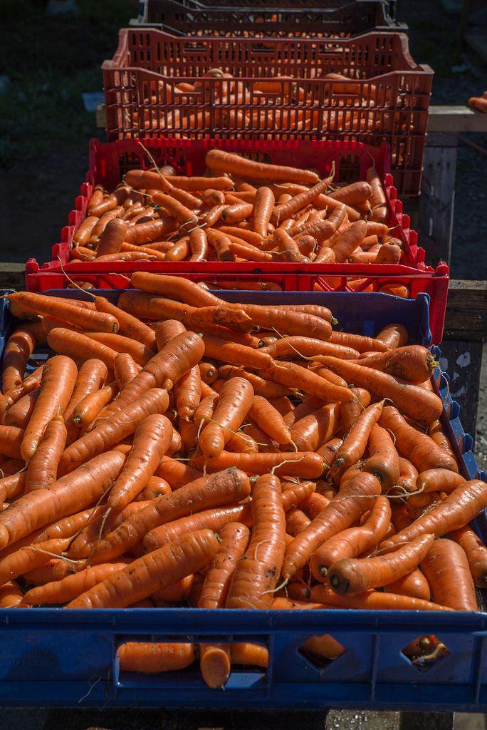 Carrots