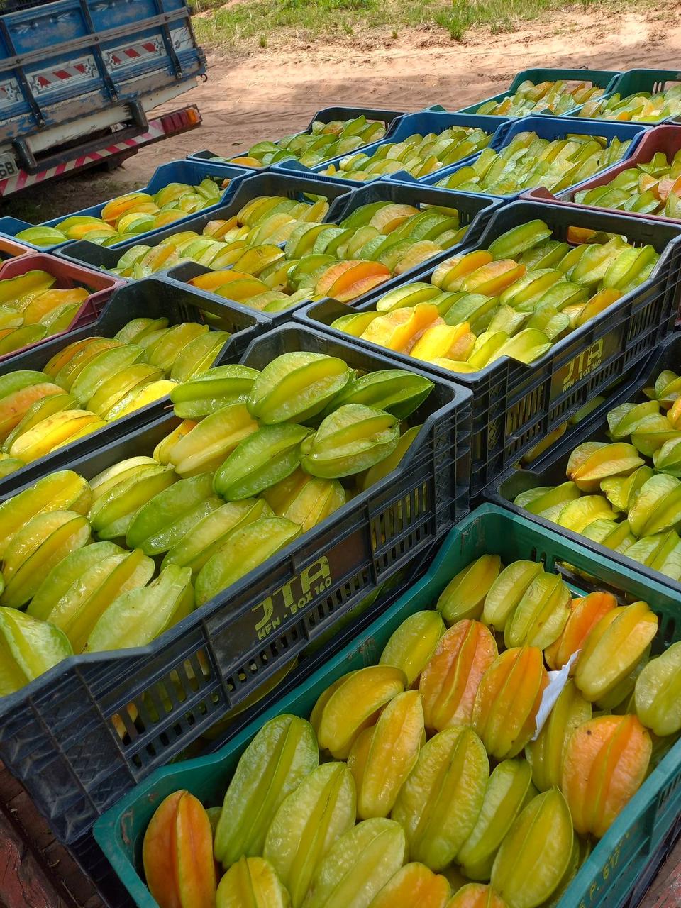 Star Fruit